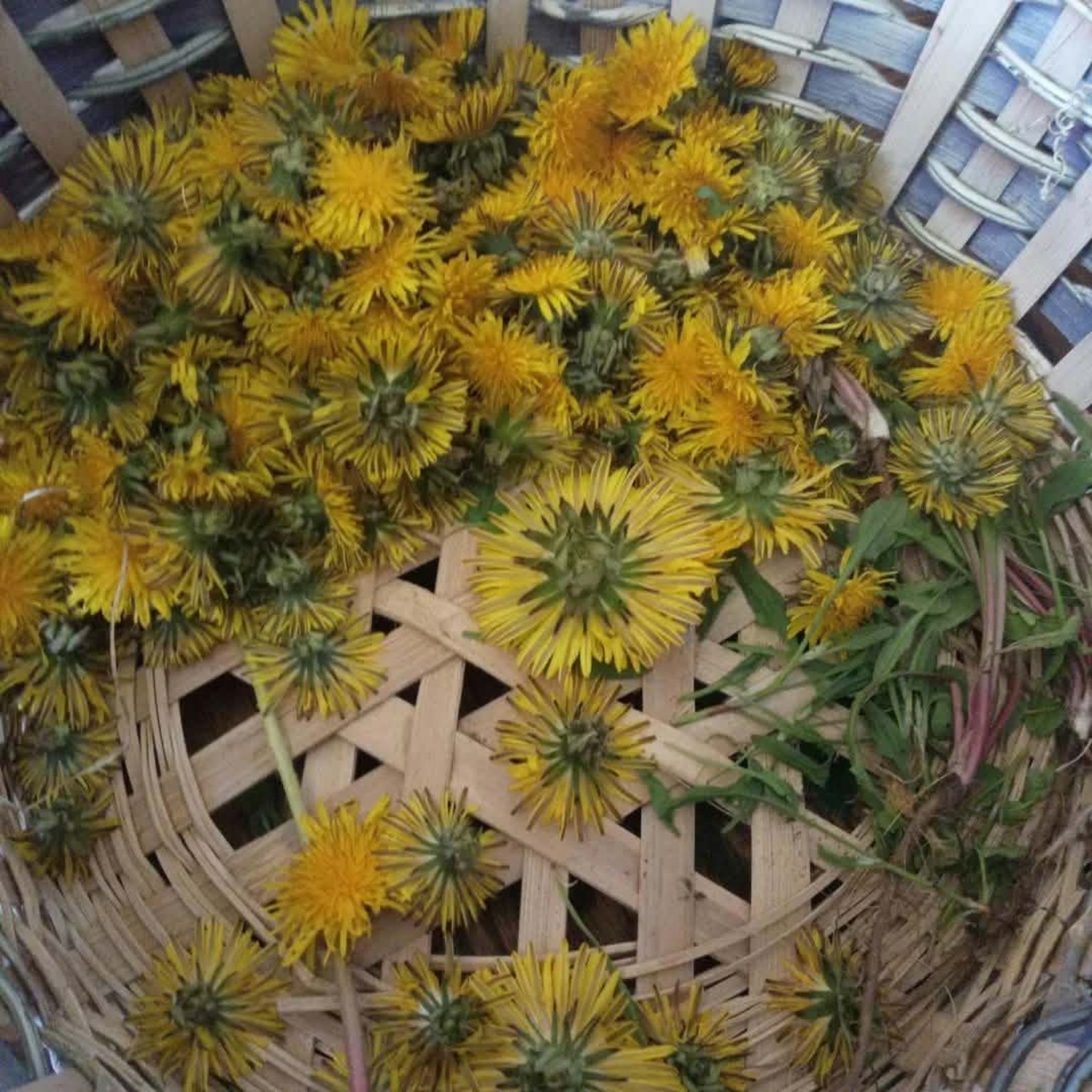 A close look at wildcrafted yellow dandelions collected in a basket